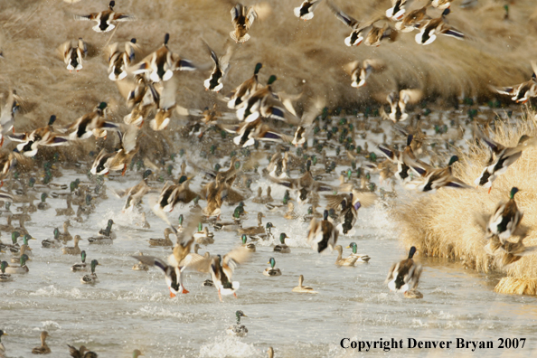 Mallard flock