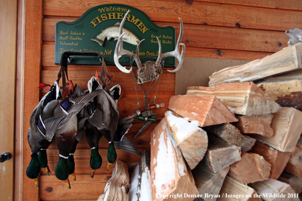 Bagged mallards hanging on outside wall. 