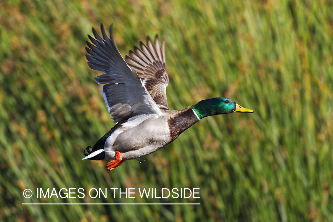 Mallard in flight.