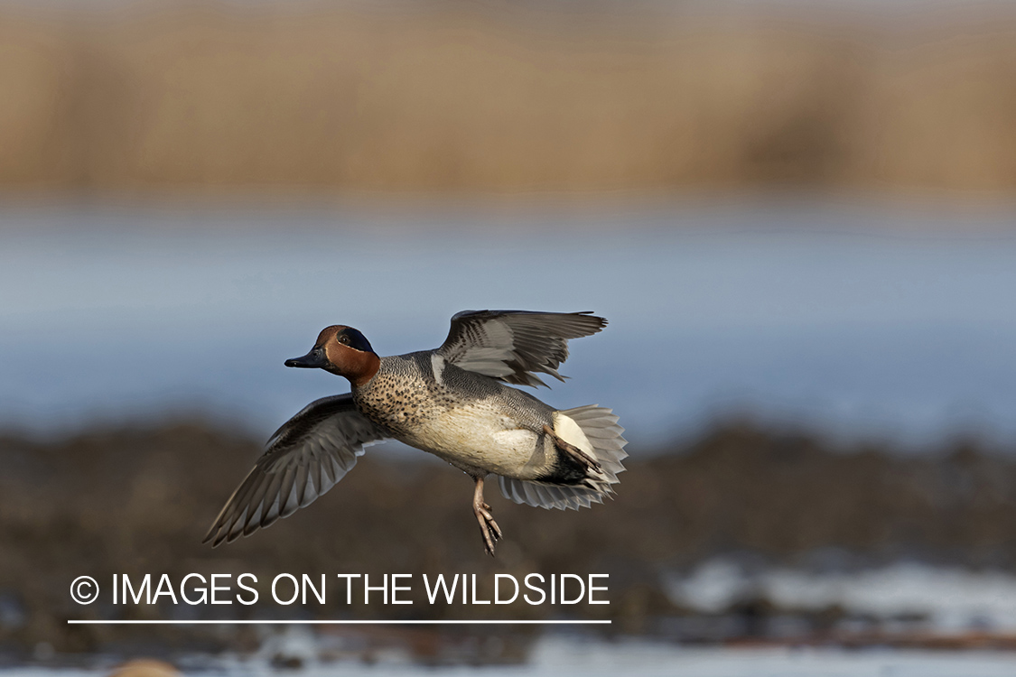 Green-winged Teal in flight.