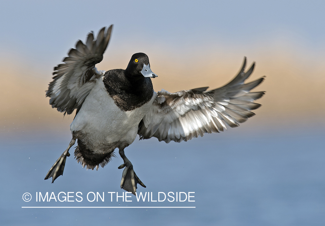 Lesser Scaup in flight.