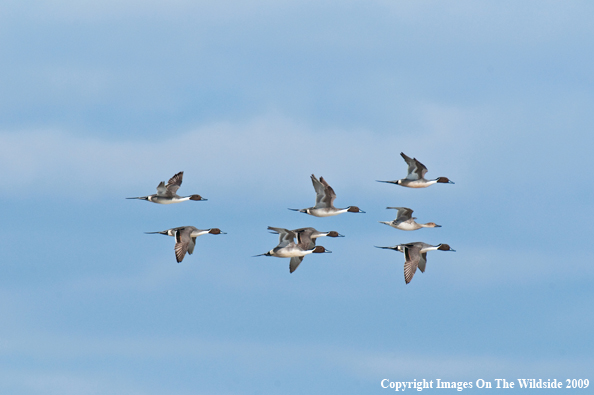 Pintail ducks in flight.