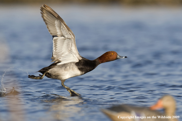 Redhead drake taking flight