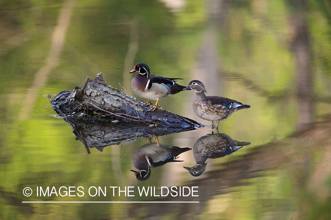 Wood duck pair in habitat.