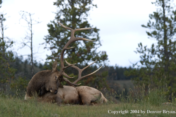 Rocky Mountain bull elk bedded in habitat.