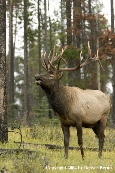 Rocky Mountain bull elk bugling.