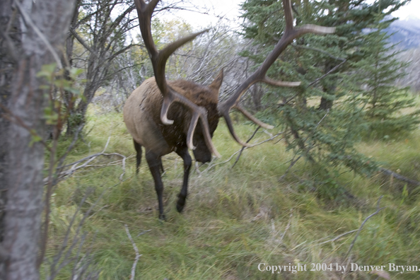 Rocky Mountain bull elk charging aggressively through forest.