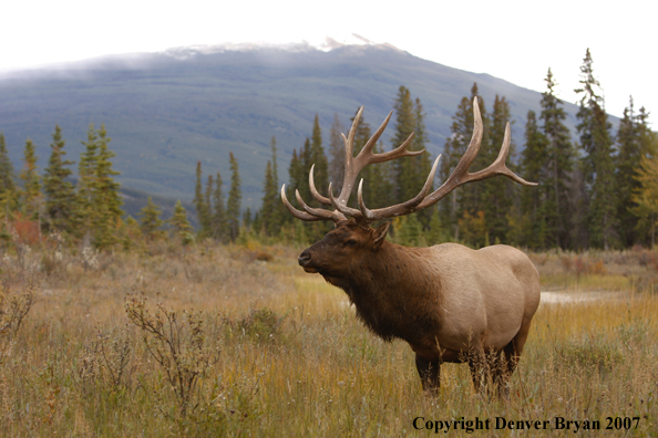 Rocky Mountain Elk 