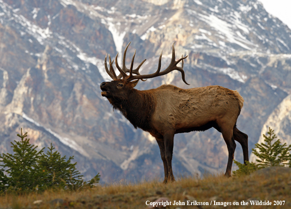 Rocky Mountain Elk bugling