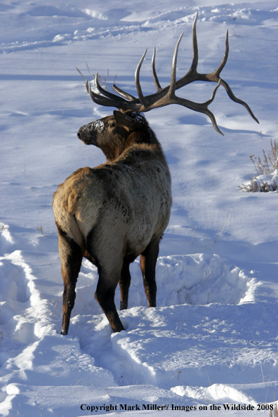 Rocky Mountain Elk in habitat