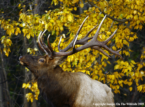 Bull Elk