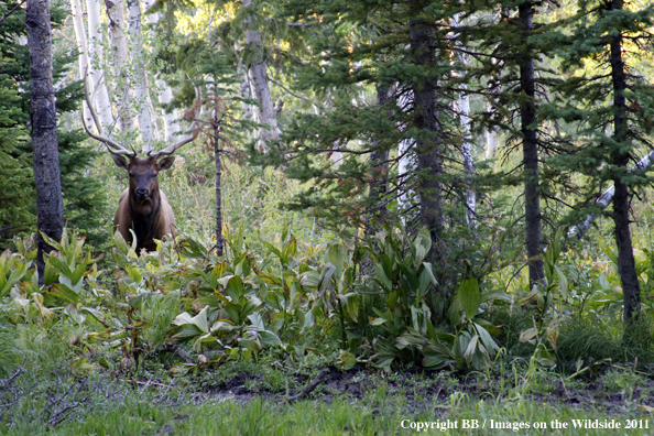 Bull elk in habitat. 