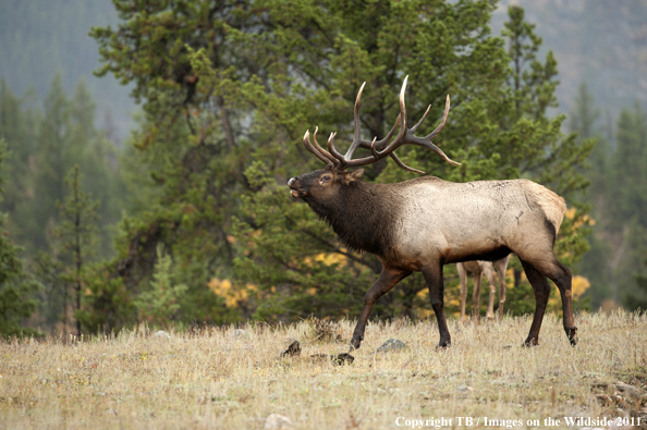 Rocky Mountain bull elk bugling. 