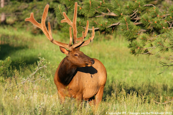 Bull elk in habitat. 