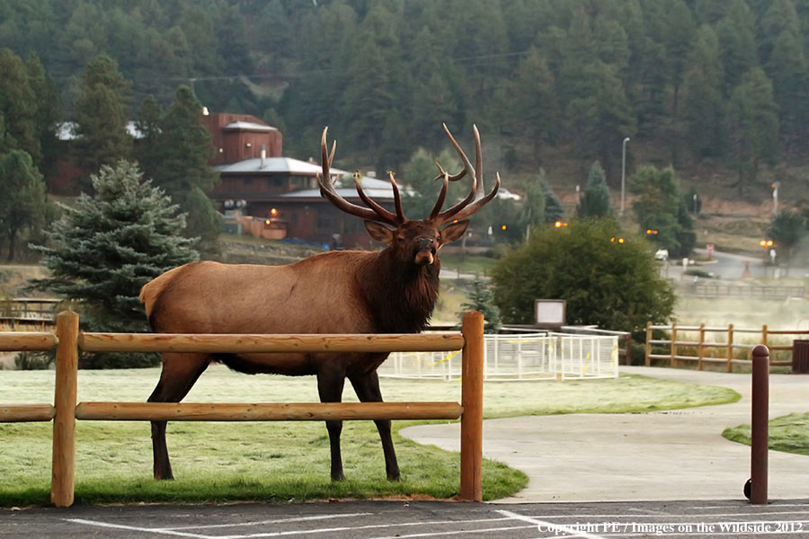 Rocky Mountain Elk in park.