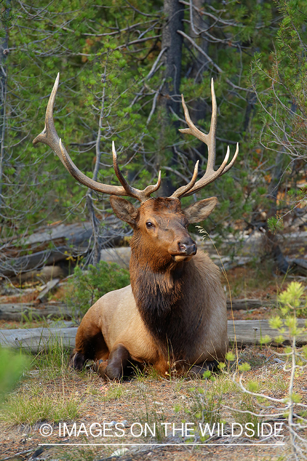 Rocky Mountain Elk in habitat.