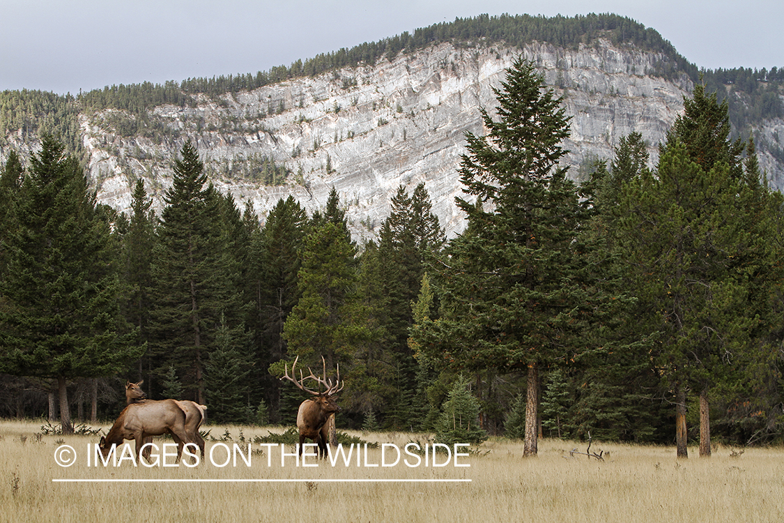 Rocky Mountain Elk in habitat.