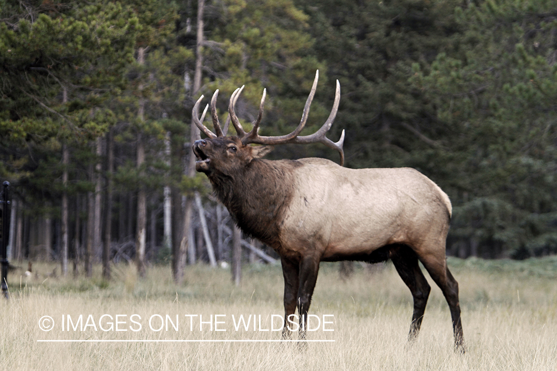 Rocky Mountain Bull Elk bugling in habitat.