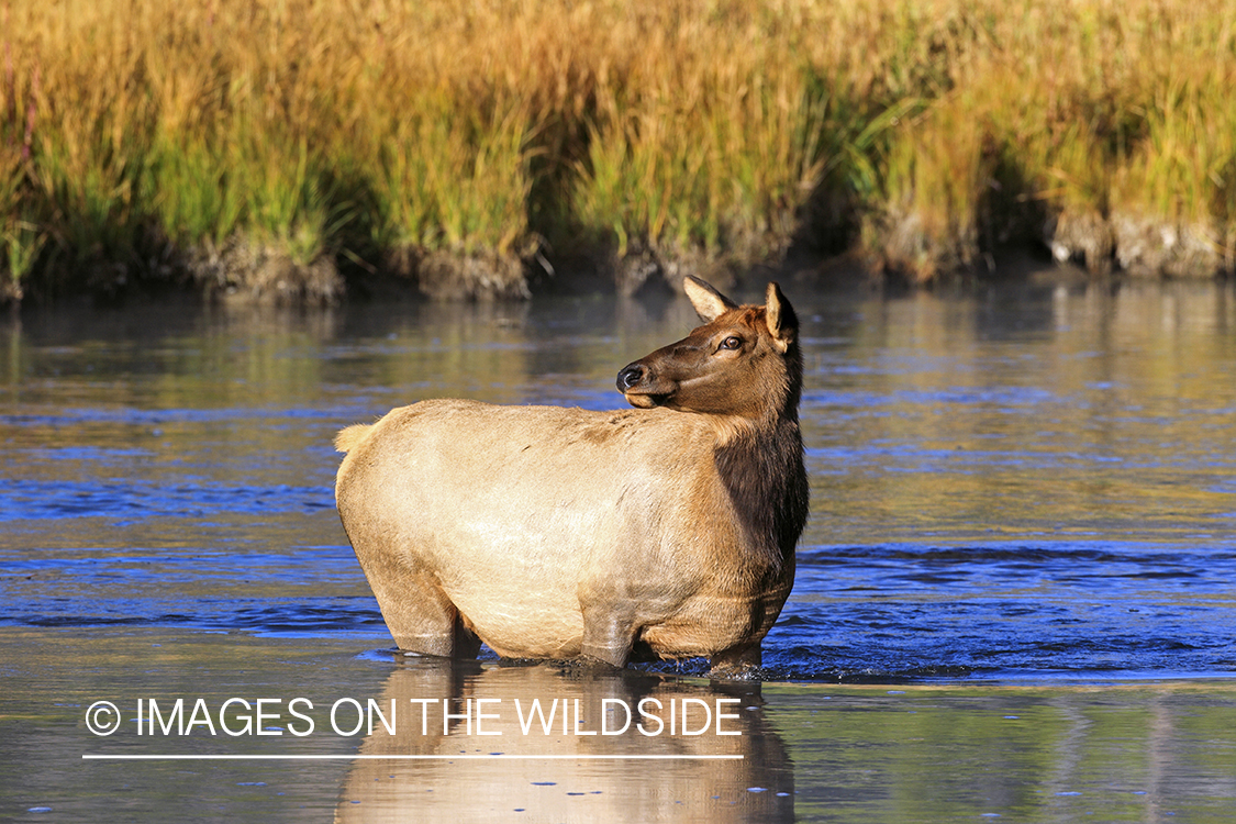 Rocky Mountain Cow Elk in habitat.