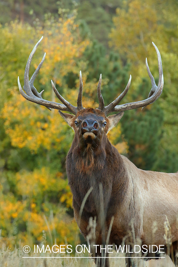 Rocky Mountain Bull Elk. 