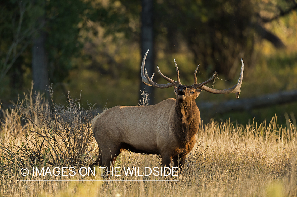 Bull elk bugling in field.