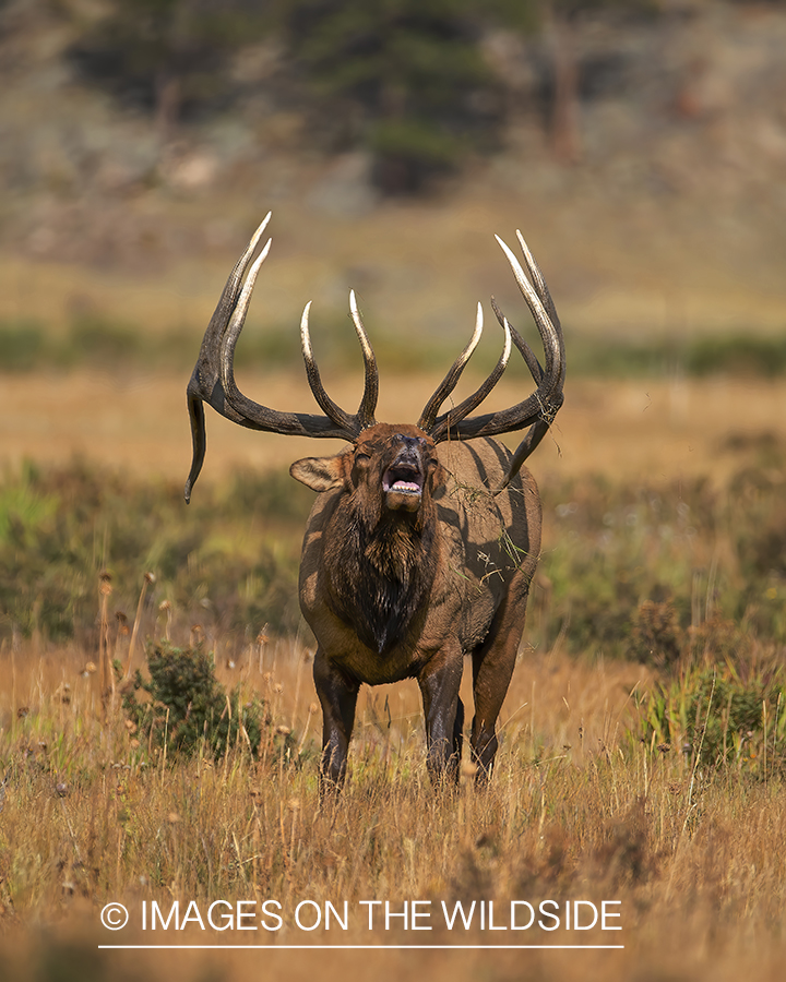 Bull elk bugling.