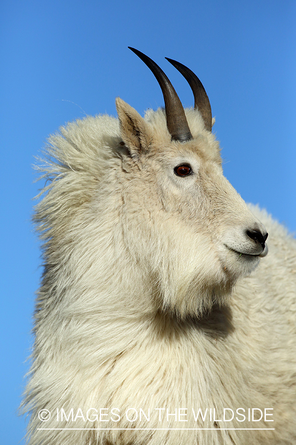 Rocky Mountain Goat in habitat. 