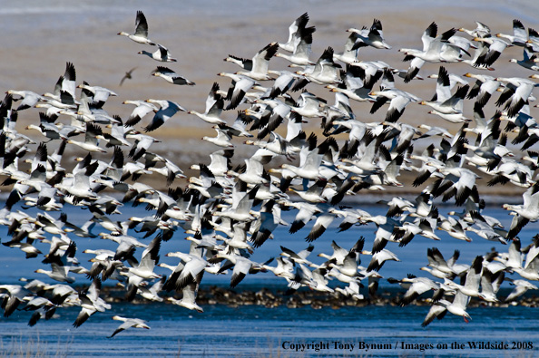 Snow Geese in habitat