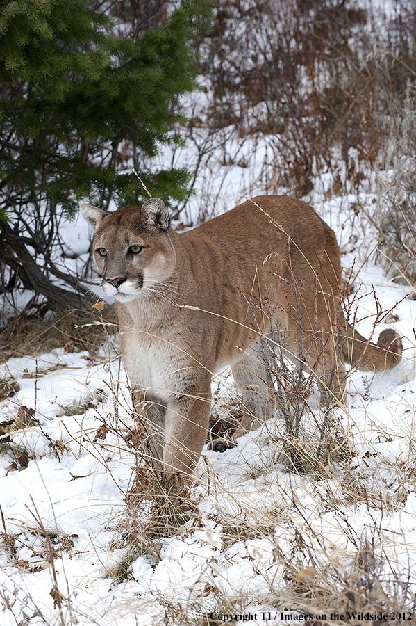 Mountain Lion in habitat.