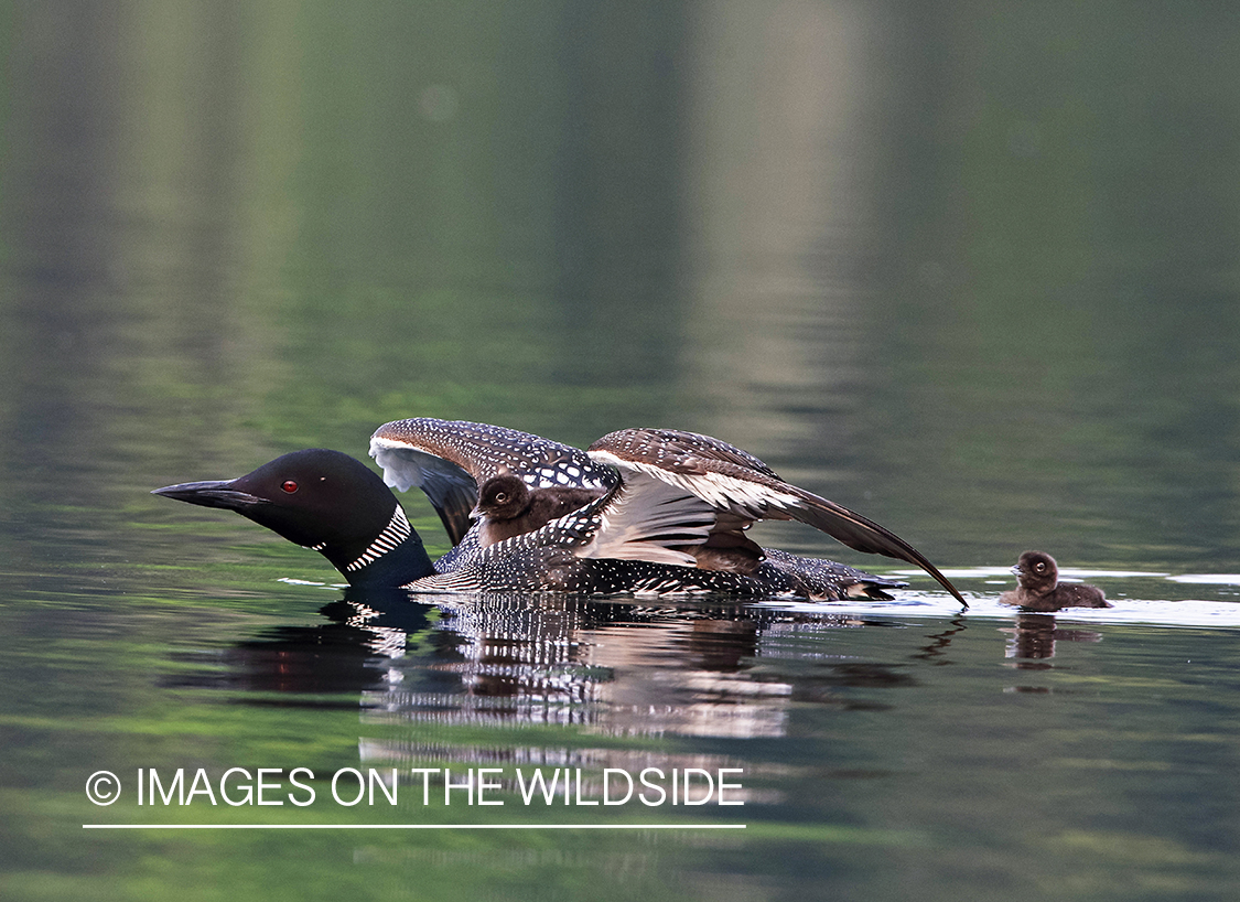 Loon swimming with chicks.