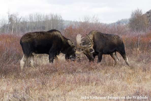 Shiras bull moose battling in habitat.