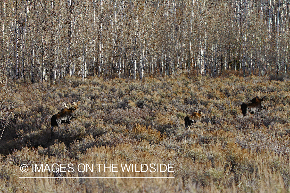 Shiras bull moose with cows during the rut.