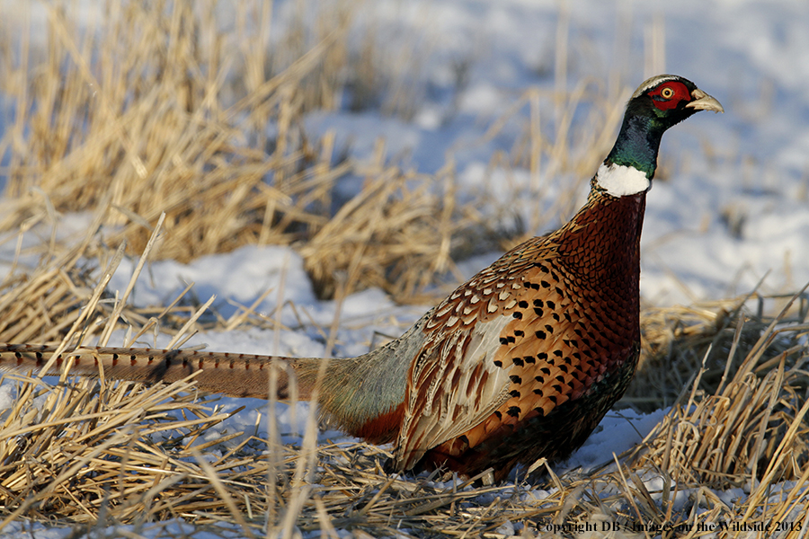 Ring-necked pheasant in habitat