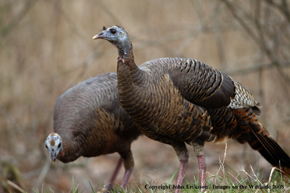 Eastern Wild Turkeys