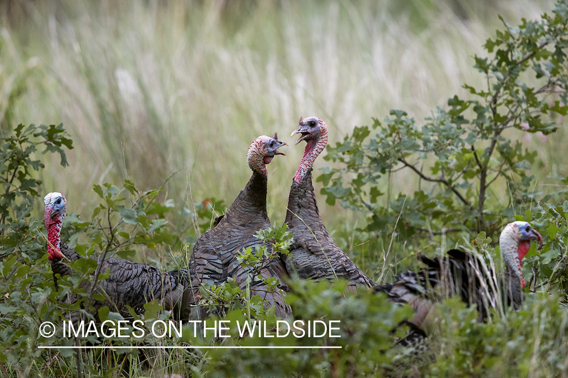 Eastern Wild Turkey toms fighting. 