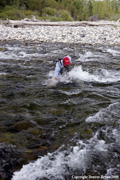 Flyfisherman being swept by rapids