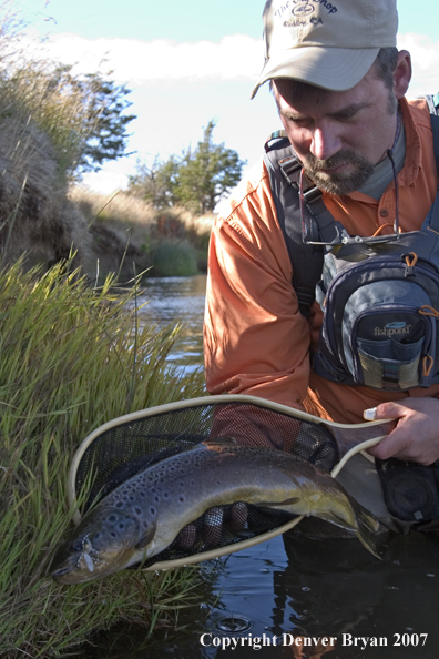 Flyfisherman holding brown trout.