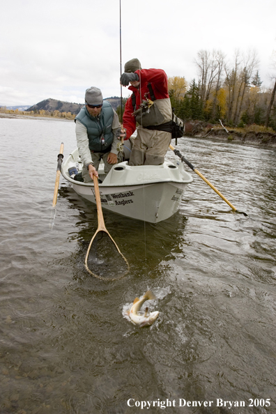 Flyfisherman landing Snake River cutthroat trout.