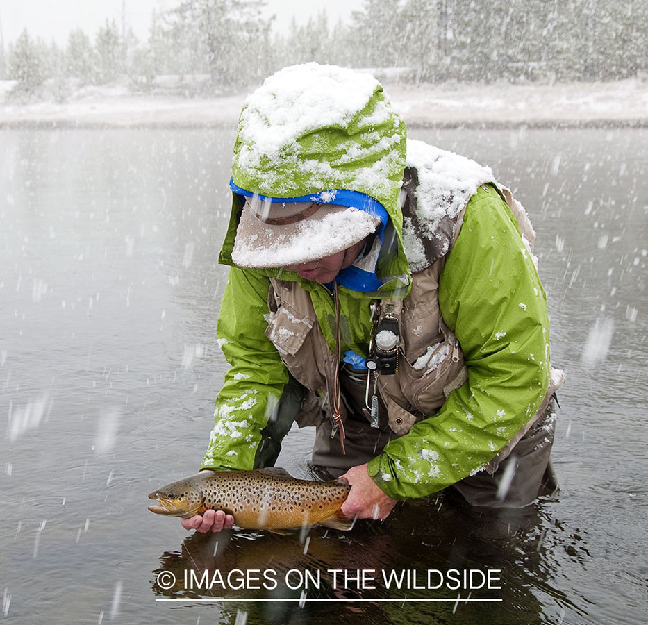 Flyfisherman releasing brown trout on Madison River, Yellostone National Park.