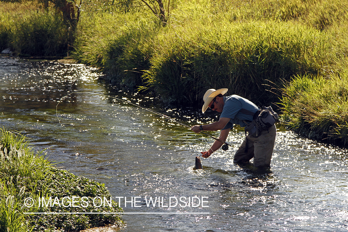 Flyfisherman releasing trout in small stream.