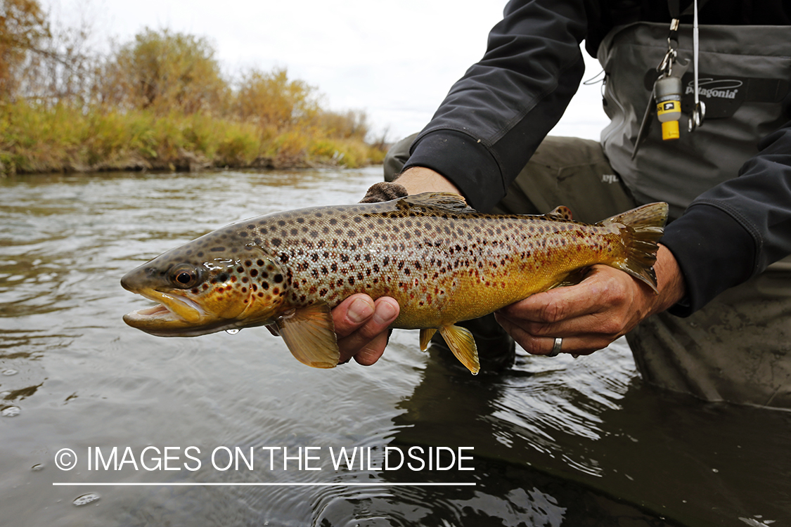 Flyfisherman releasing brown trout.