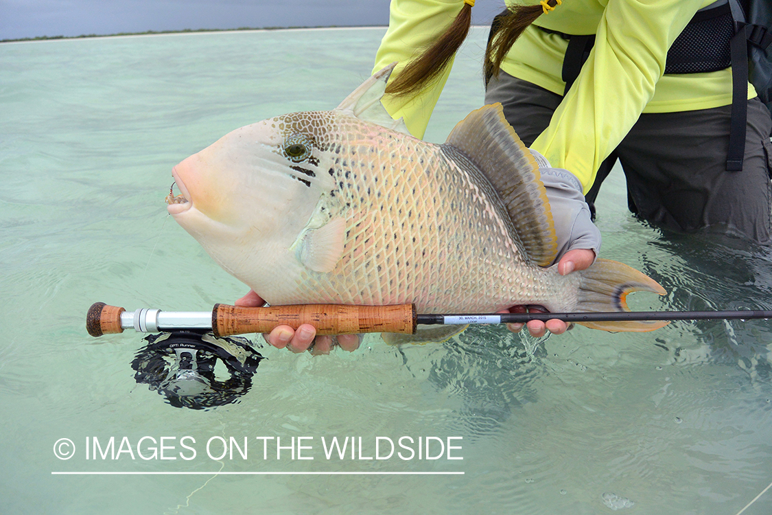 Flyfisherman with peachy triggerfish.