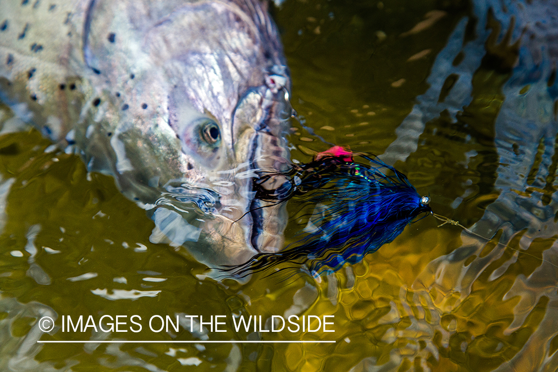 King salmon with fly in mouth.