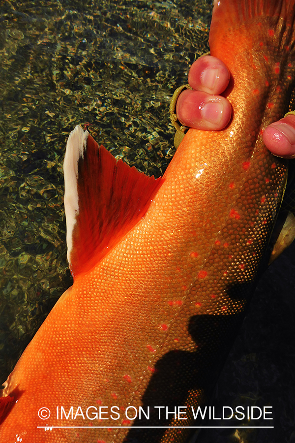 Close up of bull trout fin.