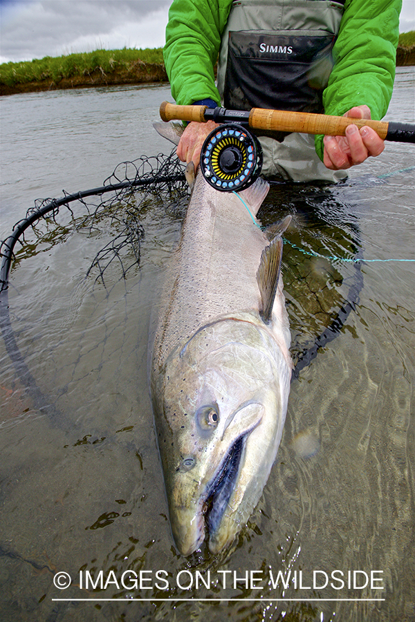 Flyfisherman releasing King Salmon.