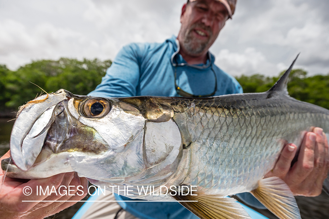 Flyfisherman releasing tarpon.