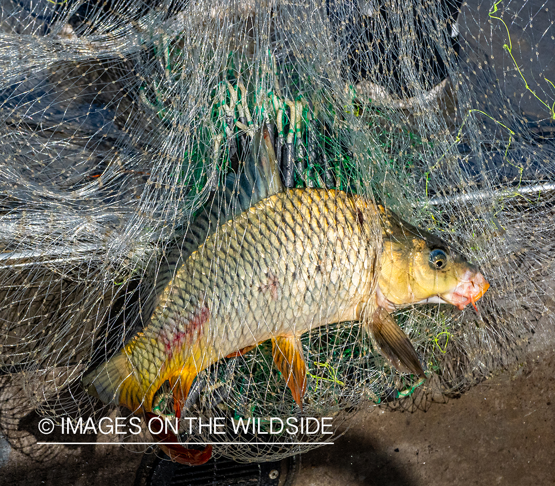 Bait for alligator gar.