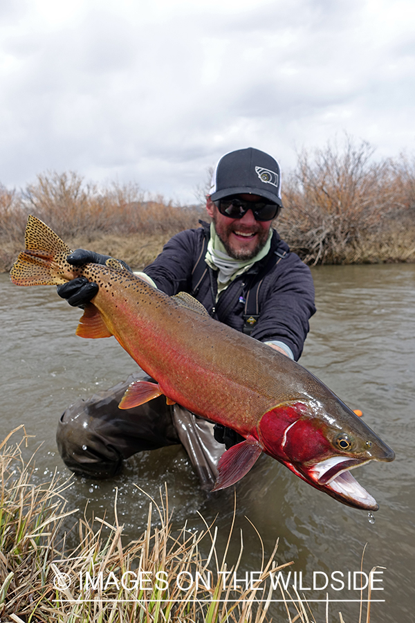 Flyfisherman releasing cutthroat.