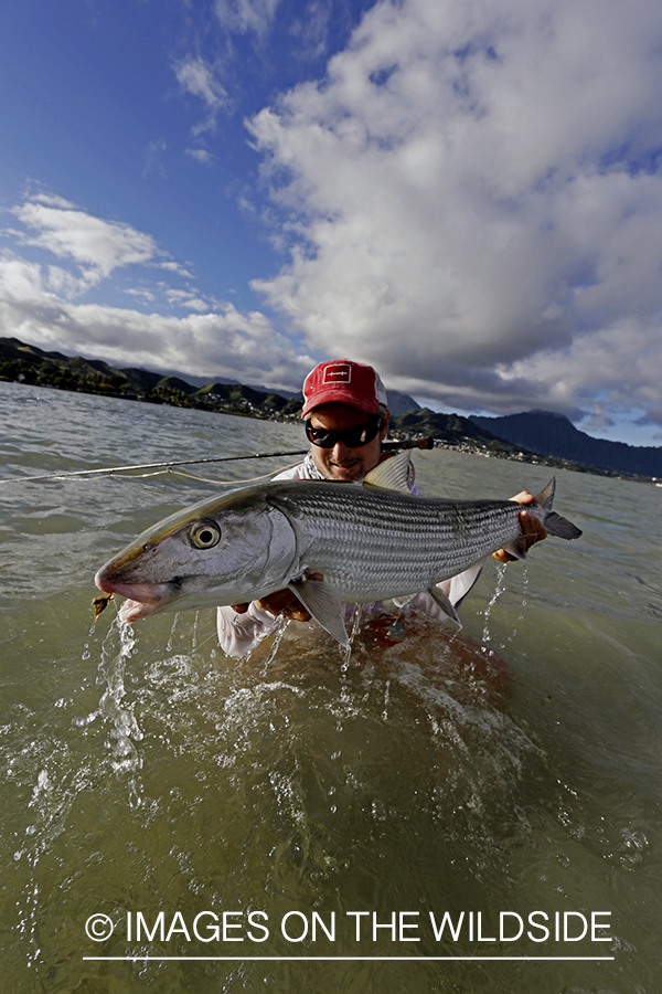 Saltwater flyfisherman with 13 lb bonefish, in Hawaii.