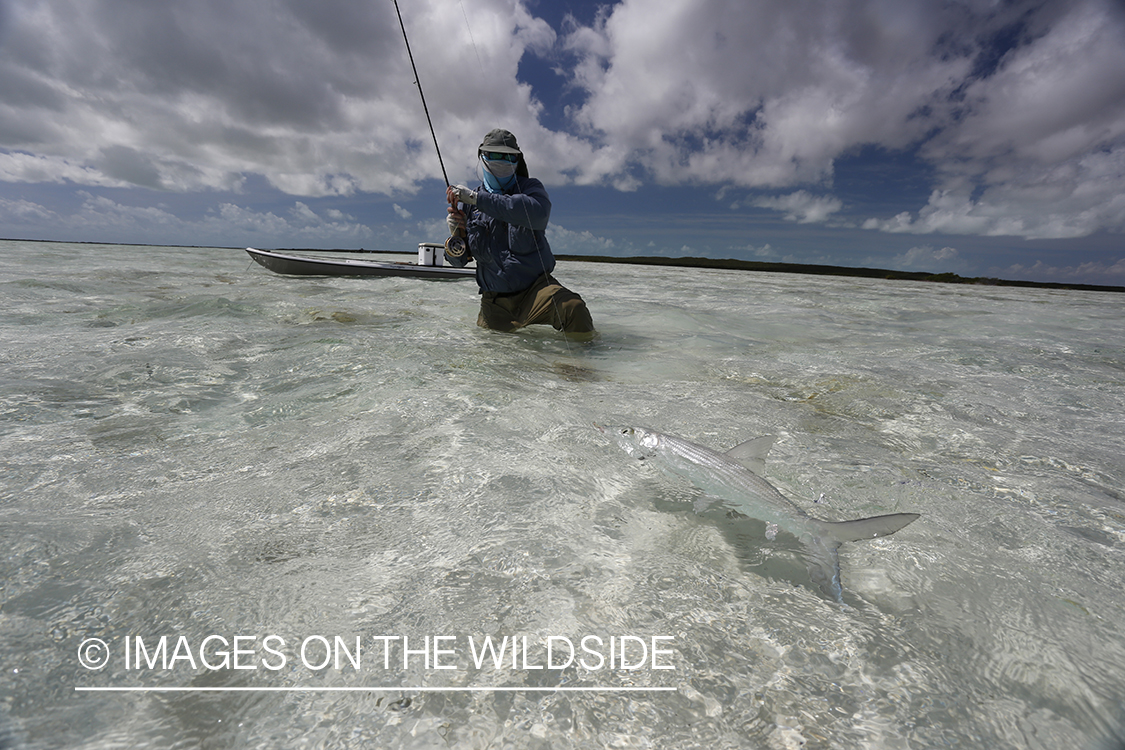 Flyfisherman fighting bonefish.